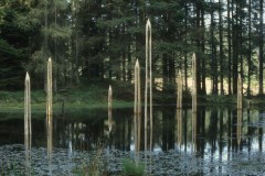 Grizedale Forest
