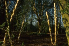 Solo Sculpture Trail